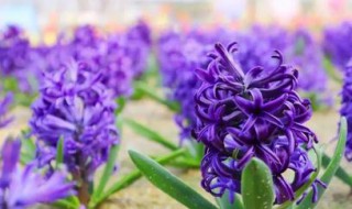 风信子的功效与作用（风信子的功效与作用及禁忌）