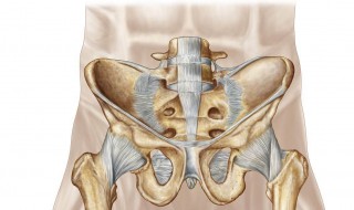 盆骨在哪位置 骨盆哪个位置