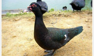 番鸭没水怎么养 番鸭需要下水吗