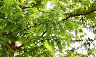 合欢树史铁生表现手法 合欢树史铁生表达了什么情感