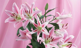粉色百合花养殖（粉色百合花期多久）