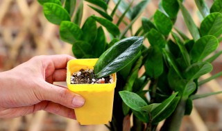 八面来财树在家怎么养（八面来财树图片怎么养）