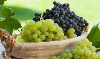 葡萄移植时间（葡萄移植时间多长）