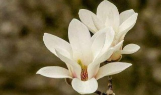 白玉兰可以扦插吗 白玉兰可以扦插吗