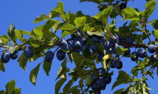 李树打药时间（李树打药时间表）