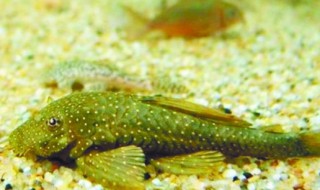 海洋清洁工有哪些动物 海洋清洁工有哪些动物图片