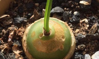 苍角殿怎么养 苍角殿的花