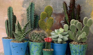 仙人掌适合在室内养吗 仙人掌适合在室内养吗,对人身体有害吗