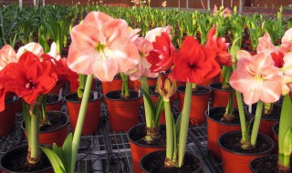 朱顶红用多大花盆 朱顶红用多大花盆好看