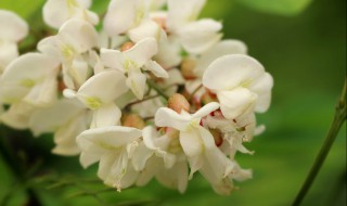 洋槐花长期保存方法(洋槐花的贮存方法)