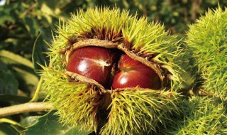 什么时候才是板栗的收获季节?（板栗什么时候采收）