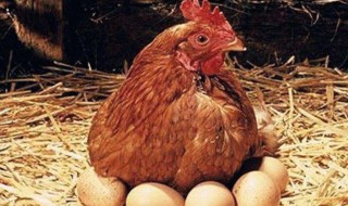 怎样才能让老母鸡不抱窝 怎样才能让老母鸡不抱窝儿