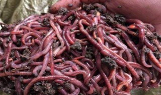 蚯蚓是靠什么来松土的（蚯蚓靠什么活）