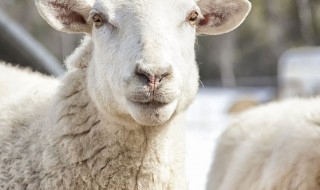 怎样让羊产奶多（怎样让羊产奶多一些）