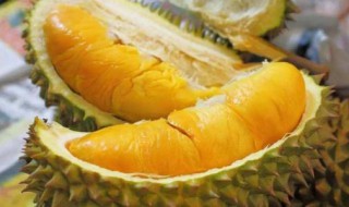 榴莲南方可以种吗 榴莲果苗南方可以种吗