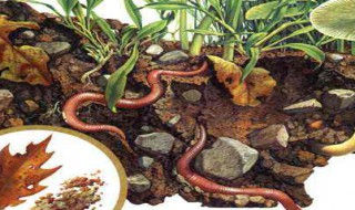 营养土能养蚯蚓吗 营养土和蚯蚓土怎么配