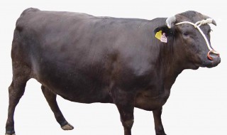 牛鼻子上的铁环叫什么 牛鼻子上的铁环叫什么名字