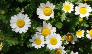 白晶菊的养殖方法 白晶菊的养殖方法视频
