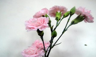 康乃馨花怎样养才能开花 康乃馨花要怎么养