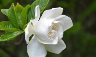 栀子花新叶子发黄怎么办（栀子花新叶发黄怎么回事）