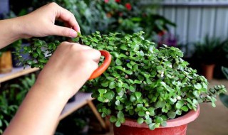 金枝玉叶好养吗（金枝玉叶好养吗能活多少年）