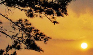 墓地种什么松（墓地栽什么松最好）