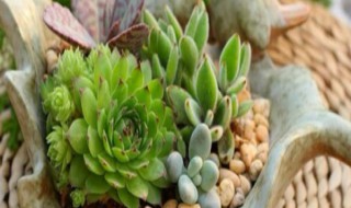 多肉营养液的使用方法（多肉营养液使用方法hb101）