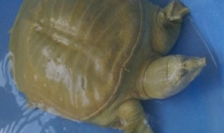 甲鱼在鱼缸里怎么养 甲鱼在鱼缸里怎么养活