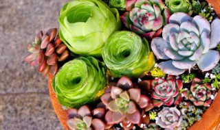 莲形多肉怎么种最美(多肉莲座型)