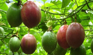 百香果的叶子长什么样 百香果叶子有几种形状