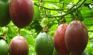 百香果架子怎么搭（百香果架子搭建）