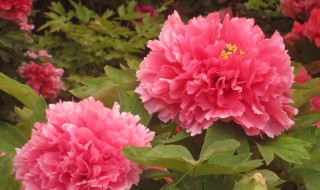 牡丹花发芽时间 牡丹发芽时间和花苞