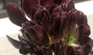 法师栽多深合适（法师适合深栽吗）