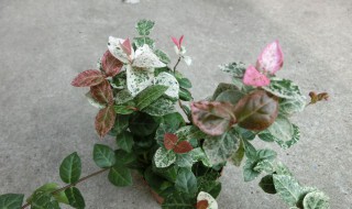 盆栽花叶络石怎么修剪(盆栽花叶络石的养殖方法)