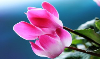 仙客来可以扦插吗(仙客来可以插枝吗)