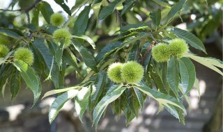 修剪板栗树的口诀 修剪板栗树的口诀是什么