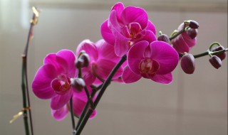 蝴蝶兰有种子吗(蝴蝶兰种子图片)