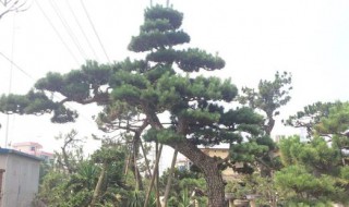 为什么松树可以在冬天不落叶 为什么松树在冬天不会落叶