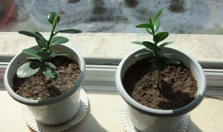 榕树好养吗（金钱榕树好养吗）