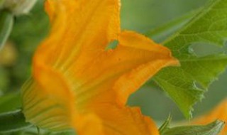 西葫芦怎么带花 西葫芦怎么带花好吃