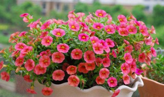 百万小铃的扦插方法（百万小铃的扦插方法和注意事项）