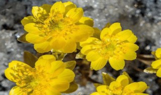 冰凌花泡水一次放几个 冰凌花泡水一次放几个合适