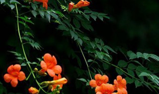 凌霄花不开花是什么原因 凌霄花不开花是怎回事