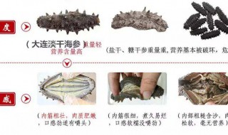 如何区分真假海参（如何区分真假海参视频）