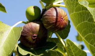 新买的无花果树苗如何种植 新买的无花果树苗如何栽培