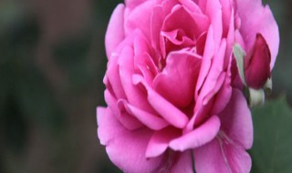 养鱼换的水可以浇花吗 养鱼换的水可以浇花吗