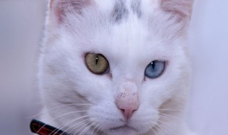 波斯猫好养吗（十大最适合新手养的猫）