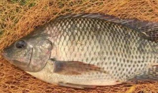 钓罗非鱼最厉害的调漂 钓罗非鱼怎样调漂最灵敏