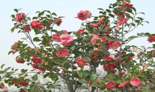 茶花花期后如何养护（茶花花期后怎么养护）