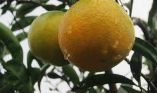 沙糖桔果树能施尿素吗(沙糖桔果树能施尿素吗有毒吗)